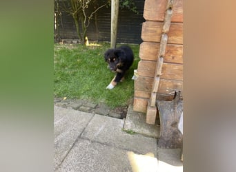 Dieser süße Australian Shepherd Rudel