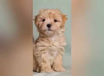 Maltipoo welpe rüde