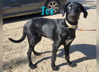 Ice 03/2024 (ESP) - verschmuster, ausgeglichener und sozialer Junghund!