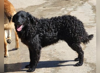 GONZALES❤️ liebenswerter, agiler und neugieriger Kroatischer Schäferhund-Mix