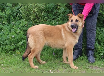Boss, Mix Collie / Schäferhund, lieb und verträglich