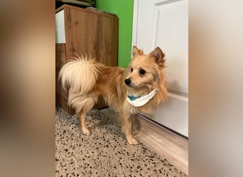 Rusty SR - Fröhlicher Schatz auf der Suche nach seinem Zuhause