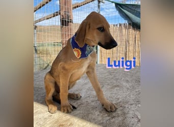 Luigi, geb.05/24 - kleiner Kämpfer sucht seine Familie