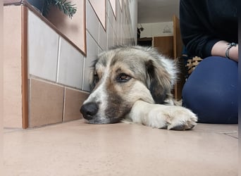 Ares- in 09526 Olbernhau auf Pflegestelle