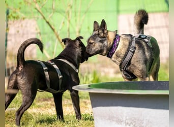 Jack sucht ein Zuhause oder eine neue Pflegestelle