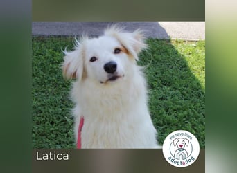 Latica: Sucht ein Zuhause