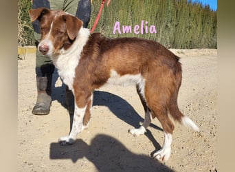 Amelia 08/2018 (ESP) - bezaubernde, ausgeglichene und soziale Hütehund-Mix Hündin!