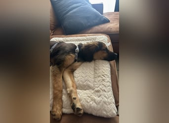 Kleine Shushulka sucht ihr großes Glück