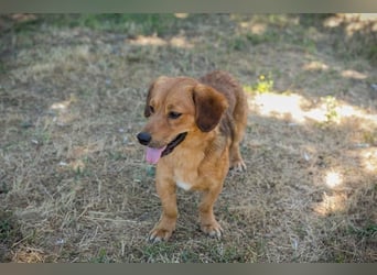 DEXTER – Sanfter Junghund mit tollem Wesen sucht sein Zuhause