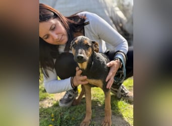 Dobby LM – kleiner Wirbelwind sucht seine Familie
