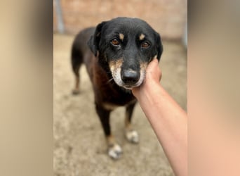 ⭐️KALENA⭐️, Hündin, 10 Jahre, 42 cm, Mischling, Tierschutz
