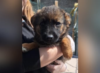 ⭐️MARILU⭐️, Hündin, 3 Monate, 23 cm, Mischling, Tierschutz