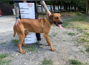 Beethoven, Rhodesian Ridgeback