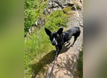 HANNES - Notfall bei Fulda!