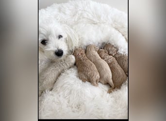 Traumhafte Maltipoo Welpen F1 Malteser Pudel