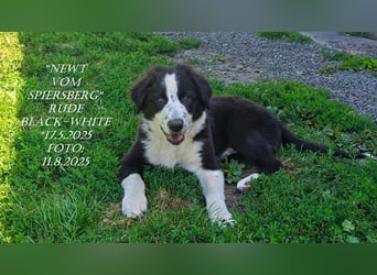 Border Collie-Welpen , black-,red-white und red-merle