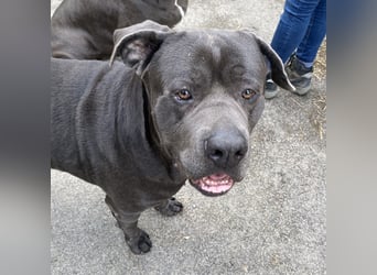 Barell, Cane Corso, sucht sein Zuhause