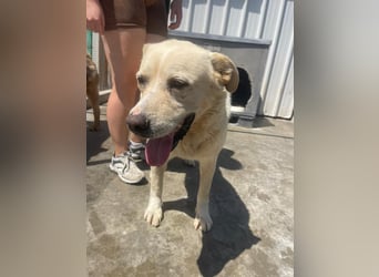 Und dann kam BAILEY - ein liebevoller Hundeopi mit trauriger Vergangenheit sucht endlich sein Glück