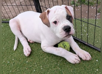 American Bulldog Welpen
