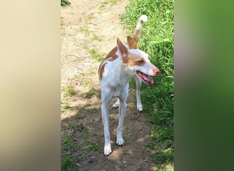 Jumanji – neugieriger Podenco mit liebevollem Wesen