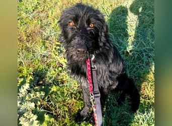 Selma2 11/2022 (GRC) - traumhafte, super soziale und hübsche Schnauzer-Mix Hündin!