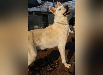 Luuk, geb. ca. 12/2018, lebt in GRIECHENLAND, im städt. Tierheim Serres