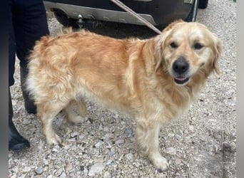 Sam, Golden Retriever