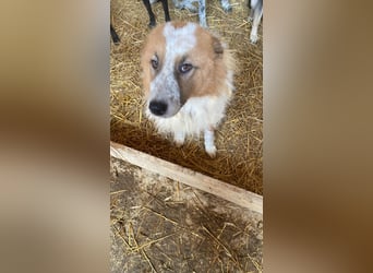 Wunderschöner „Hope“ Collie Mix ca. 6 Jahre auf der Suche nach dem Glück