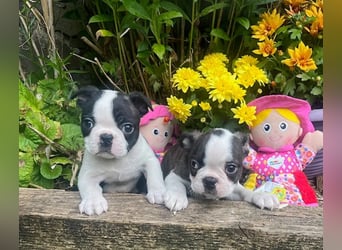 Boston Terrier Welpen