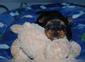 wunderschöne kleine dunkelbleibende Yorkiewelpen  Yorkshireterrier mit Papieren