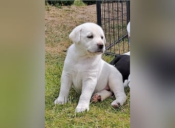 Labrador-Mix Welpen