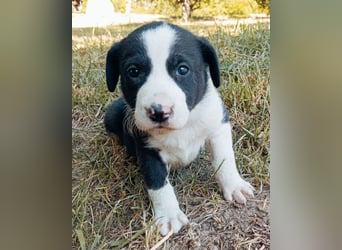Kleiner Rocky ❤️ will die Welt erkunden!