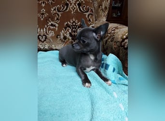 Reinrassige Chihuahua Welpen, Papiere, verkaufen
