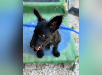 Manuela, ein süßes Hundekind