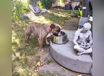  Heidi – kleine English Bulldog-Lady sucht Rasseliebhaber