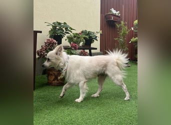 Gino SR – Sanfter Spitz-Rüde mit Herz sucht liebevolles Zuhause