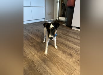 Romi-SI, hübsche Foxterrierdame sucht Rasseliebhaber