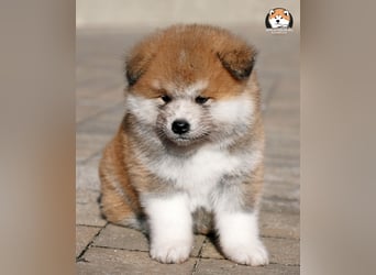 * Akita Inu - Japanische Akita langhaar Welpen, FCI registriert *