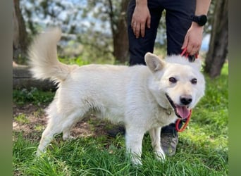 Snowy, Spitz-Mischling