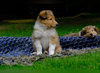 Familienfreundliche Colliewelpen