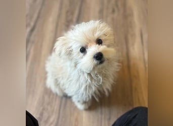 Boomer - freundlicher, aktiver, neugieriger Bologneser-Mix Junghund / z.Zt. noch in Rumänien