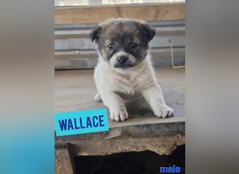 Wallace, 1 1/3-jähriger Rüde, SH ca. mittelgroß, freundlich, sozial, verspielt, neugierig