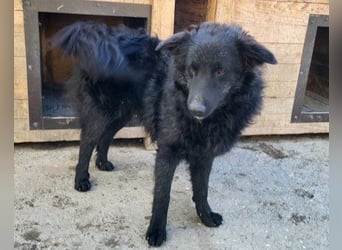 LENZI❤️unser kroat. Schäferhund-Mix-Rüde ist ein wahrer Sonnenschein!