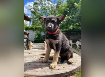 Deutsche Schäferhund Welpen