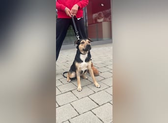 Liebe, ruhige, soziale Hündin in handlicher Größe sucht Zuhause