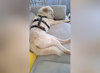 Lustiger Felix sucht ein aktives Zuhause