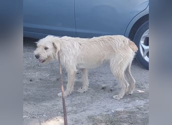 Moxy ein verlorener Schatz