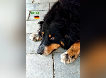 !!!NOTFALL!!!Lotta,geb.06/21,hübsche Appenzeller Dame sucht ein neues zu Hause