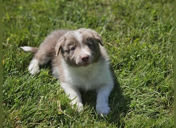 Border Collie Welpen -  Rüden