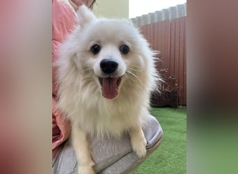 Louie SR – Ein kleiner Spitz mit großem Herz sucht sein Zuhause